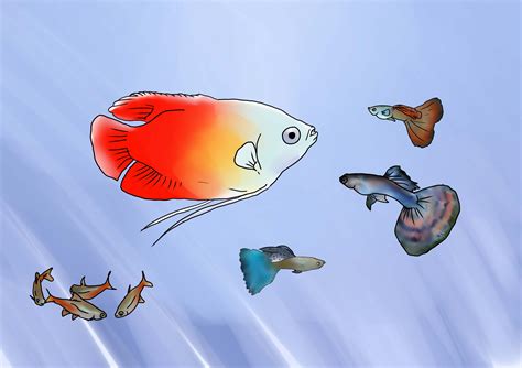 How to Breed Guppies: 11 Steps (with Pictures) - wikiHow