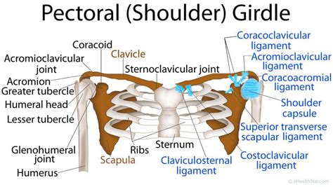 Pin by Jennifer Smith on Anatomy | Anatomy, Muscle anatomy, Muscle