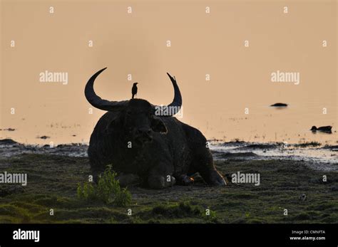 wild water buffalo (Bubalus arnee Stock Photo - Alamy