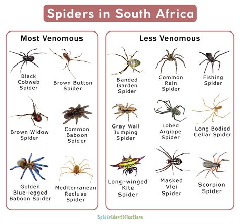 Types of Spiders in South Africa: List with Pictures