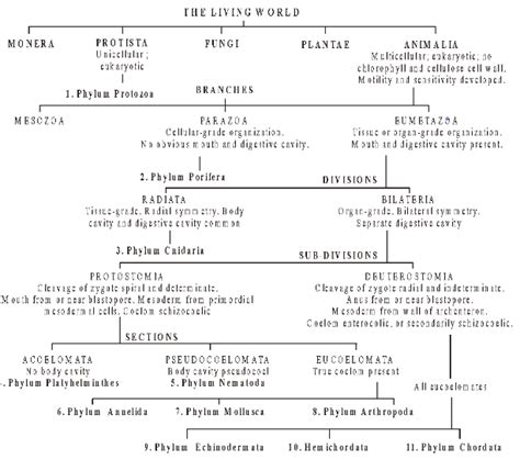 class 11 Zoology Kingdom Protista