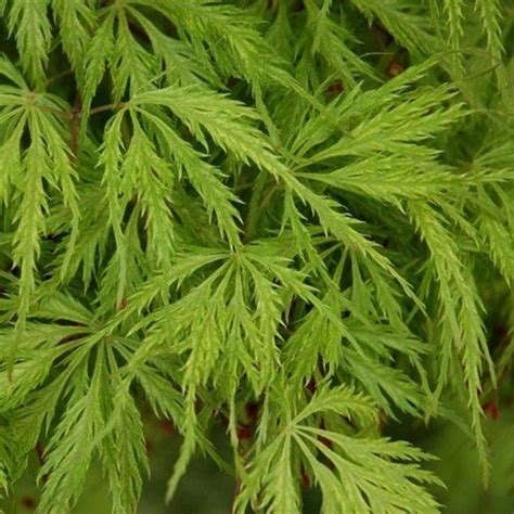 Green Lace Leaf Japanese Maple Tree Seeds ACER Palmatum - Etsy