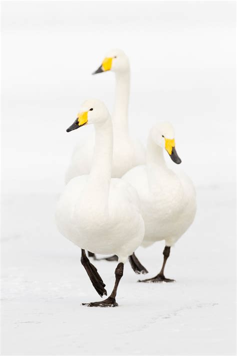 Whooper Swan | Audubon Field Guide