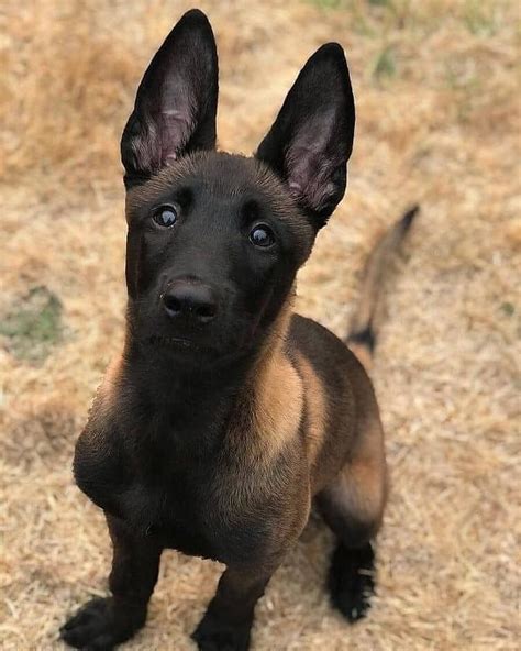 14 Interesting Facts About Belgian Malinoises | Malinois puppies ...