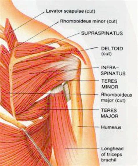 Muscle Diagram Shoulder . Muscle Diagram Shoulder Tight Hip Flexors Anatomy Pinterest Muscle ...