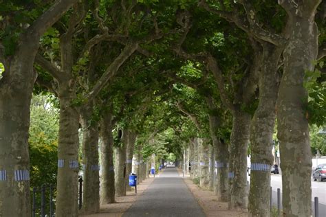 Cos'è la tree canopy e perché importante quando si parla di riforestazione - inNaturale