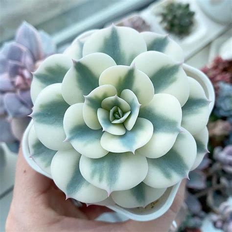 Unusual Succulents Plants | Lipstick Alley