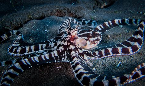 Mimic Octopus - Christoph Trösch Medien- und Kommunikationstrainings