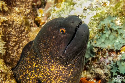 Yellow Edged Moray Eel- Facts Photographs Video | Seaunseen