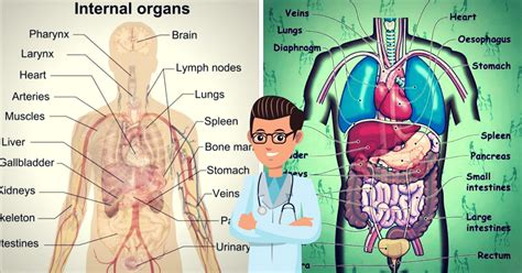 English Vocabulary: Internal Organs of the Human Body - ESLBuzz Learning English | Human body ...