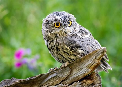 Two new species of screech owls are already critically endangered - Earth.com