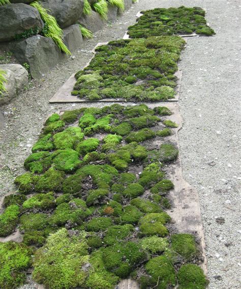 Tips for Creating a Moss Garden - Fine Gardening