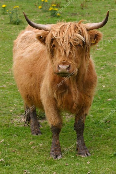 Highland aberdeen angus cow grazing green grass — Stock Photo © CaptureLight #92682878