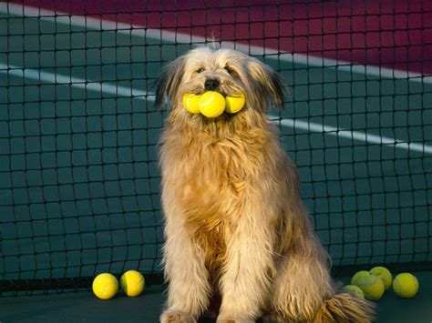 Otterhound dog golfer photo and wallpaper. Beautiful Otterhound dog ...