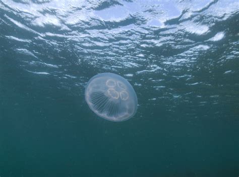 Moon jellyfish | The Wildlife Trusts