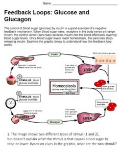 Feedback Loops in the Liver: Insulin and Glucagon