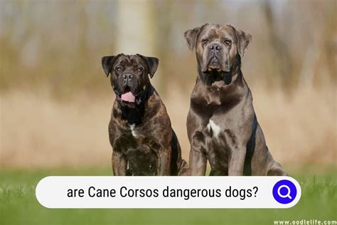 Are Cane Corsos Dangerous Dogs? (Aggression Facts) - Oodle Life