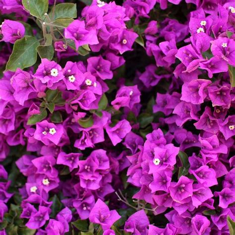 Royal Purple Bougainvillea