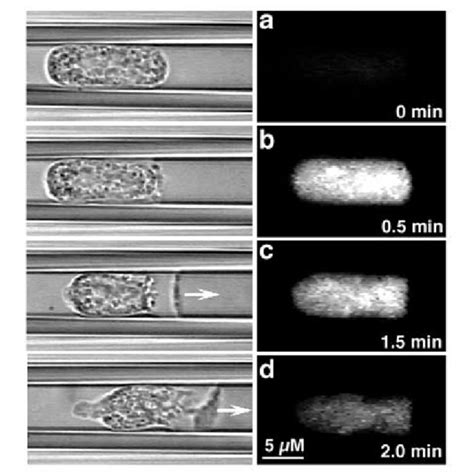 Pseudopod formation after the exposure of a single neutrophil to 10 −6... | Download Scientific ...