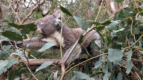 Tour of the Koala Conservation Centre on Phillip Island, Australia ...