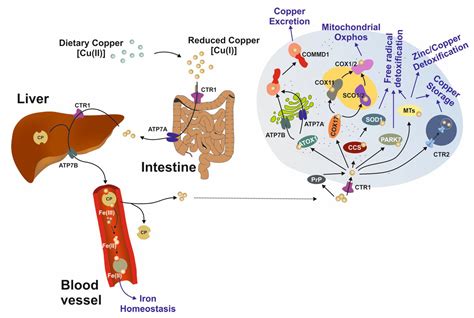 Biomedicines | Free Full-Text | A Century of Progress on Wilson Disease ...