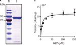 Frontiers | Bornyl Diphosphate Synthase From Cinnamomum burmanni and Its Application for ...