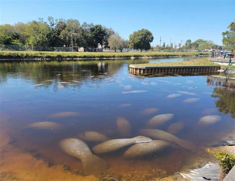 Kayak with Manatees in Florida - 7 Amazing Locations