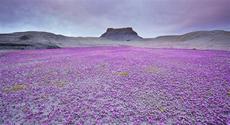 When Conditions Are Right, These Utah Deserts Explode With Colourful Flowers | Bored Panda