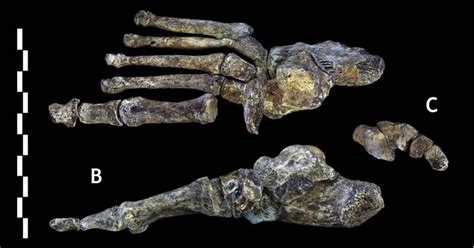 Studying Homo naledi Fossils, Paleoanthropologists Apply ID Principles | Evolution News