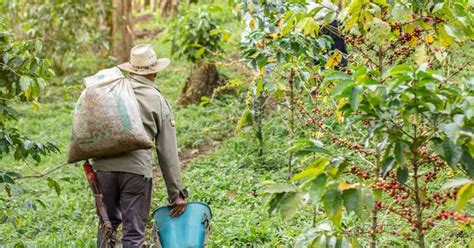 Is Coffee Vegan? How to Brew a Vegan and Sustainable Cup of Coffee