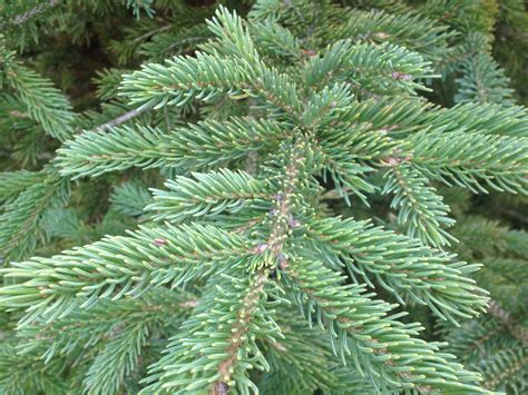 Spruce-Black Hills – Stuart's Landscaping & Garden Center, Inc.