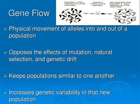 PPT - Recombination, Mutation, Genetic Drift, Gene Flow PowerPoint ...