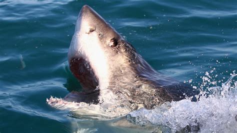 Shark attacks doubled in 20 years in highly populated areas, study finds - WSTale.com