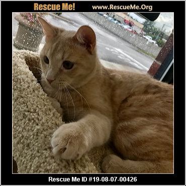 - Ohio Cat Rescue - ADOPTIONS - Rescue Me!