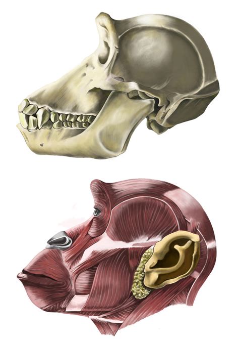 Anatomia chimpance by Lemurpics on DeviantArt