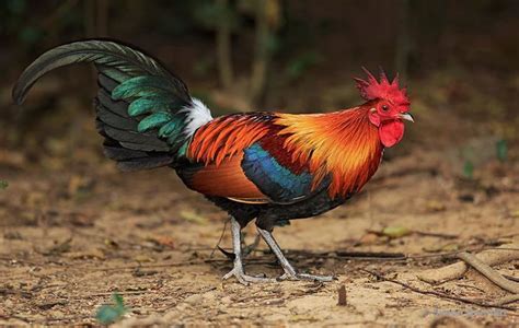 Junglefowl - Alchetron, The Free Social Encyclopedia