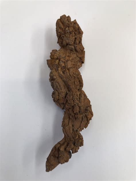 Large Coprolite ( Fossilized Dinosaur Poo ) 38 54 Million Years Old | Growing Child