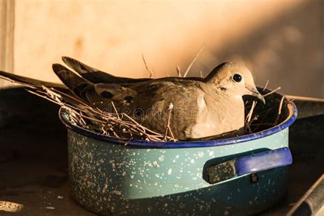 Mourning Dove on Nest stock image. Image of sits, hatch - 229208023