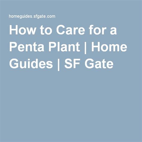 Penta Plant Care Tips