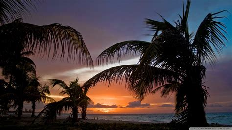 Sunset Palm Trees Wallpaper - WallpaperSafari