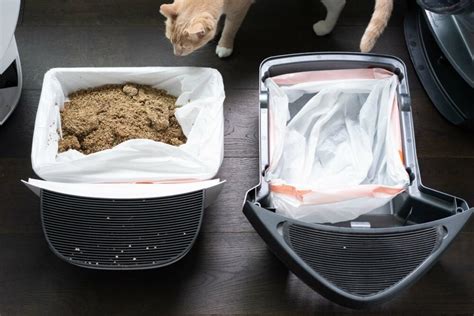 Litter-Robot 4 vs 3 Comparison: We Tested Both Litter Boxes!