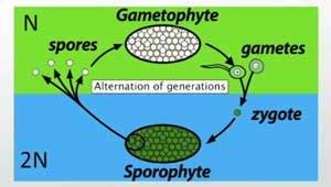 Alternation of Generations: The Gametophyte and Sporophyte - Video & Lesson Transcript | Study.com