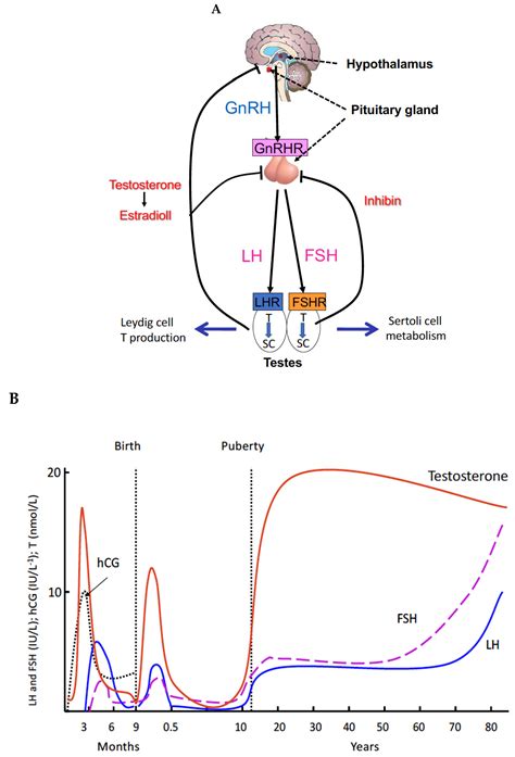 IJMS | Free Full-Text | The Roles of Luteinizing Hormone, Follicle-Stimulating Hormone and ...