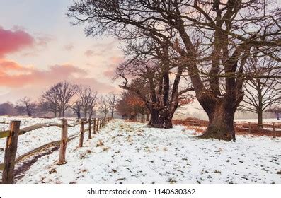 1,628 Richmond park winter Images, Stock Photos & Vectors | Shutterstock