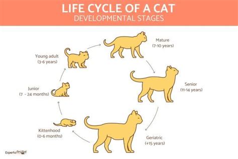 Life Cycle of a Cat - Stages of Development | Life cycles, Caracal cat, Developmental stages