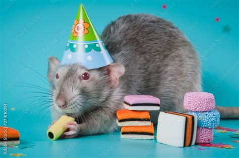 Rat celebrates birthday on a blue background Stock Photo | Adobe Stock