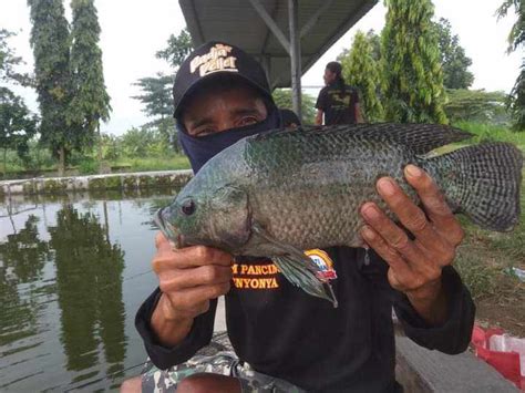 Mancing Ikan Nila untuk Lomba dan Harian? Ini Resepnya