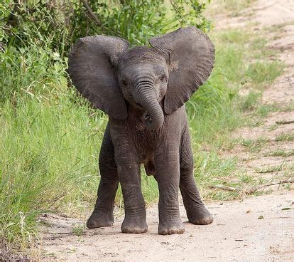 Pin by Maggie Zimmerman on FOTO'S | Elephant, Elephant day, Elephant photography