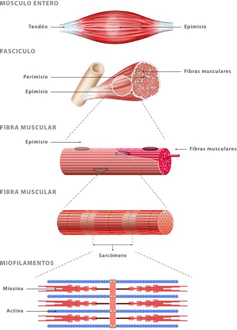 llamada tensión Desviación tejido muscular anatomia mineral suelo Dedicación