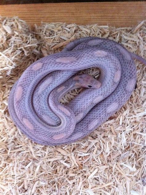 Lavender Hognose Snake : 1000+ images about Cute Snakes! on Pinterest ...